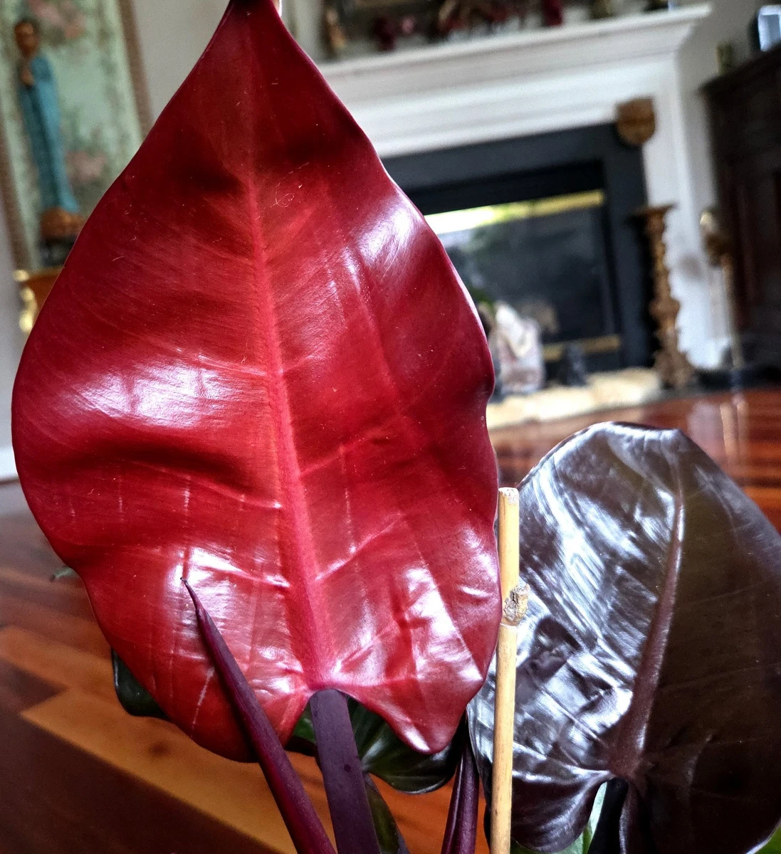 Sub-tropical Philodendron Houseplants for sale | eBay