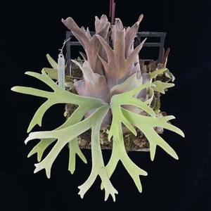 Platycerium Andinum | eBay