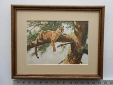 Guy Coheleach ROCKY MOUNTAIN LION 11x14 framed 4.75 239