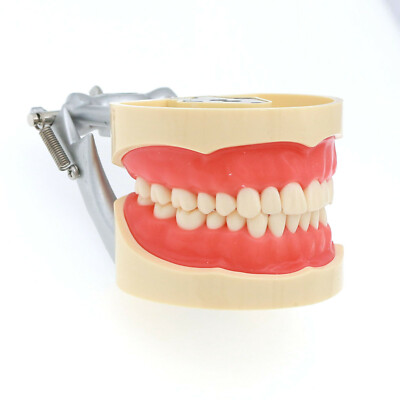 Kilgore Nissin 200 Type Dental Typodont 28PCS Teeth Model
