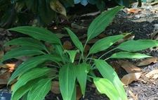 1 - HYUGA URAJIRO HOSTA BareRoot Perennial Plant * Ideal for Mass Fall Plantings