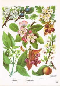 Hawthorn Crab Apple Hawthorn Spindle Flower Plant Print