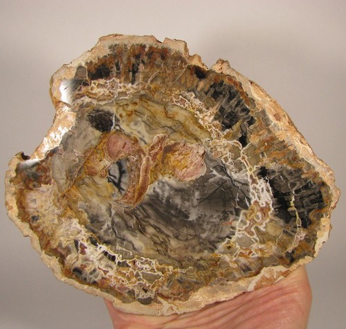 7.5" Polished PETRIFIED WOOD Slice Slab Fossil - Madagascar - 1.5 lbs. - Imagen 12 de 12