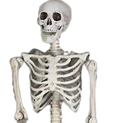 Kinyoda Esqueleto Halloween 90cm - Articulado Y Posable, Cuerpo Realista Con Articulaciones Móviles, Decoración Terrorífica