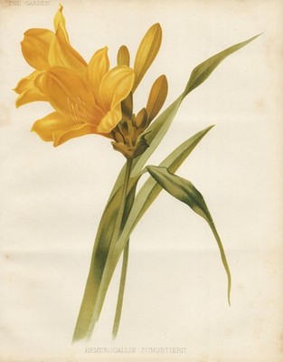 Hemerocallis dumortierii Taglilien Taglilie day lily botany Robinson Litho