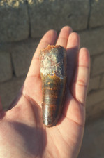 Original Spinosaurus Teeth from the Kem Kem Beds Rare Fossil Dinosaur Teeth