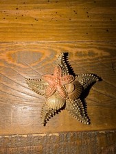 Vintage Gold Tone Starfish and Seashell Brooch Pin
