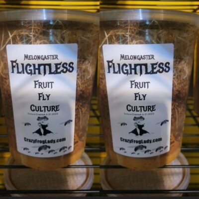 Flightless Fruit Fly 2 PACK cultures Dart Frog Food Reptile Food Crazy Frog Lady