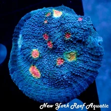 Miami Hurriane Chalice Coral - LIVE CORAL New York Reef Aquatic