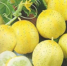 Cucumber Lemon    250 seeds