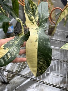 Philodendron Beauty X Verde Variegated Super Rare