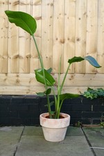 Large Strelitzia Nicolai (Bird of Paradise) Indoor House Plant 120cm Tall