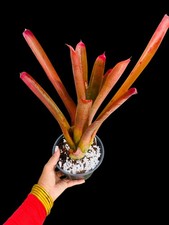 Neoregelia cruenta  Rubra  Bromeliad   Sun-Loving Red    Tropical Plant