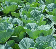 Georgia Southern Collard Heirloom Non GMO Seeds