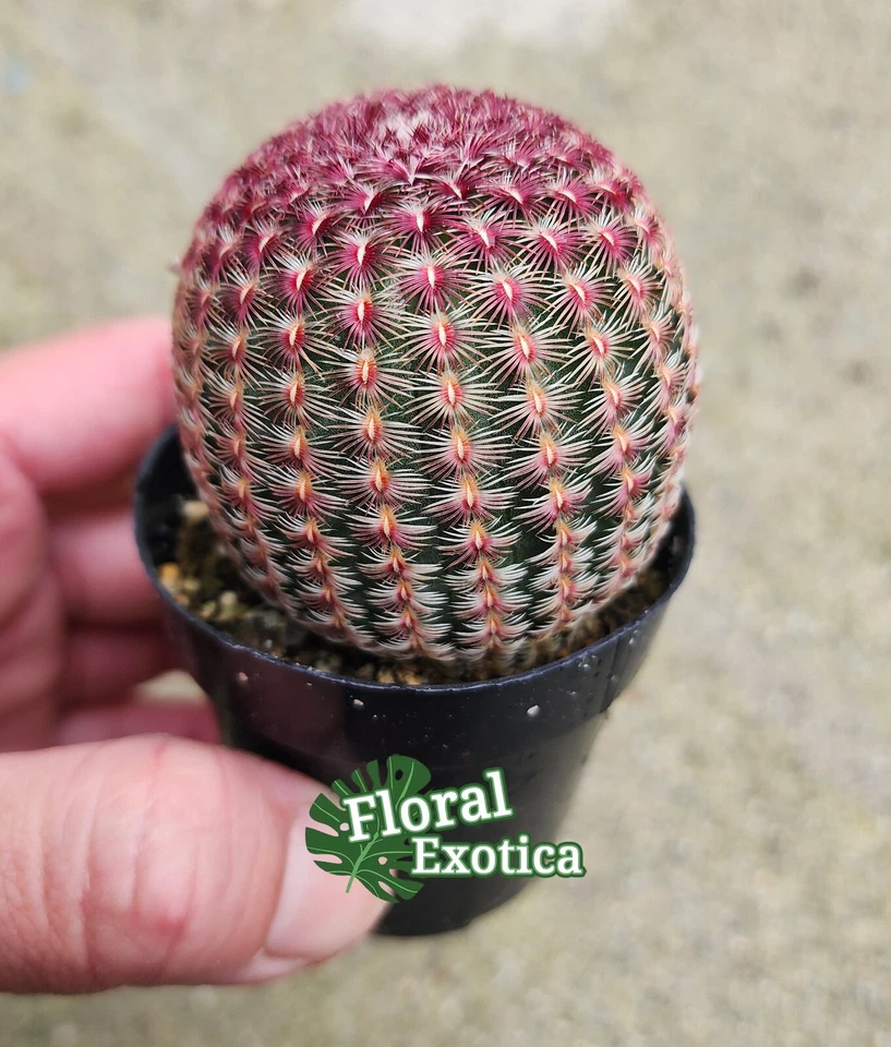 Rainbow Hedgehog Cactus -  Echinocereus Rigidissimus RubrispinusStarter Plant - Image 3 of 4