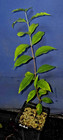 Eugenia subundulata — photo 2
