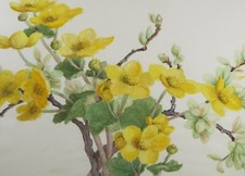 Original Watercolour, 'St John's Wort', Circa 1875