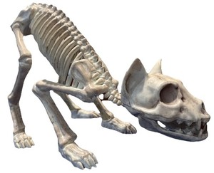 Halloween Animal Skeleton Decoration | Realistic Cat | Scary Horror Prop Haunted