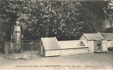 44 LA BRECHOULIERE PRES NORT #31875 ELEVEUSE VITRE POULE POUSSIN