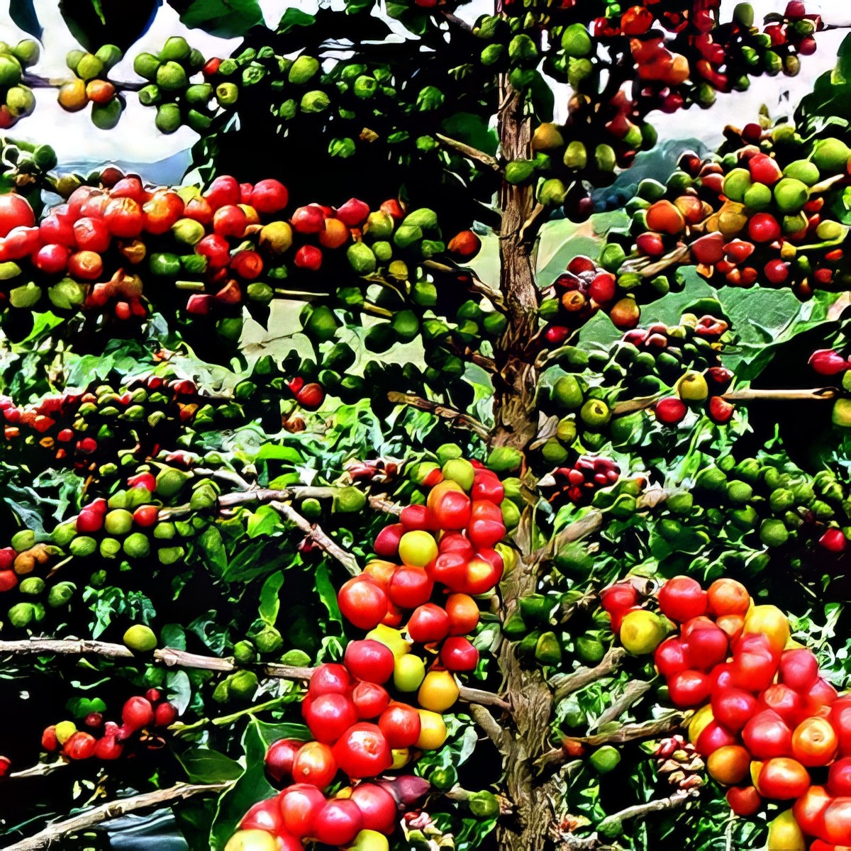 10 Coffea arabica Seeds Tropical EXOTIC Coffee Bean Indoor House