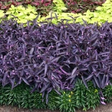 10 Wandering Jew Cuttings, Purple, Easy to Grow Perennial Plant, Free Shipping 