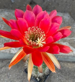 TRICHOCEREUS HYBRIDE KA2021.34.14 Blüte bis 18 cm