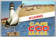 Greetings From Hyannis Cape Cod Mass. Seagull Sea Gull Postcard 1975