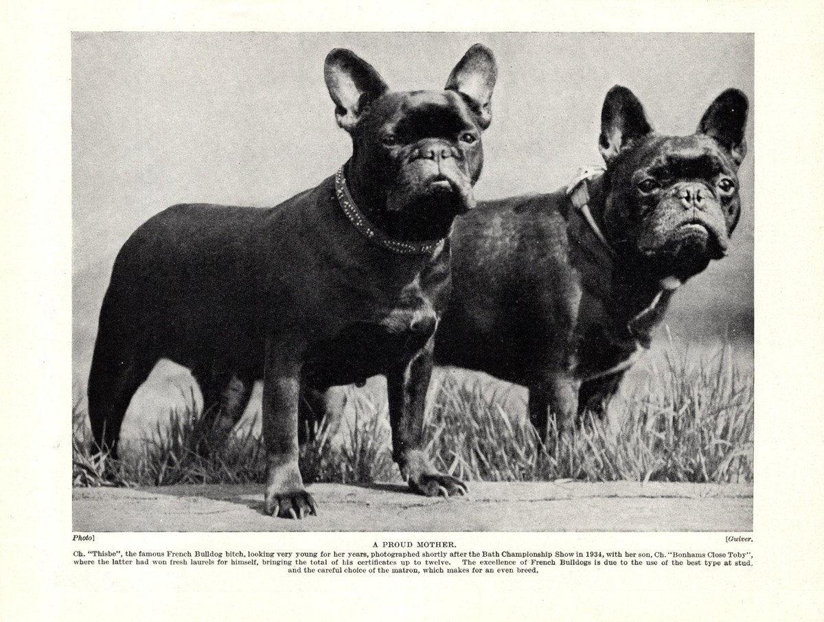 1930s Vintage French Bulldog Print Ch Thisbe Bonhams Close Toby