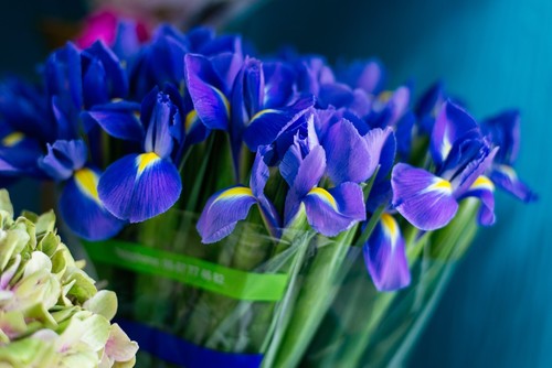 10 Dutch Iris BLUE MAGIC Beautiful Summer Flowering Bulbs Garden Hardy Perennial - Picture 1 of 8