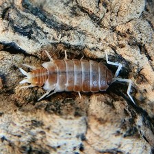 Red Koi Isopods Porcellionides pruinosus - 30ct
