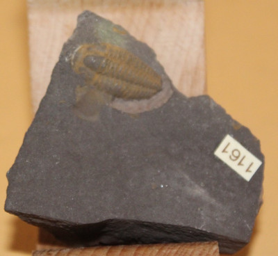 Litavkaspis Rejkovicensis Mittelkambrium Trilobite - Sammlung  1161 Böhmen