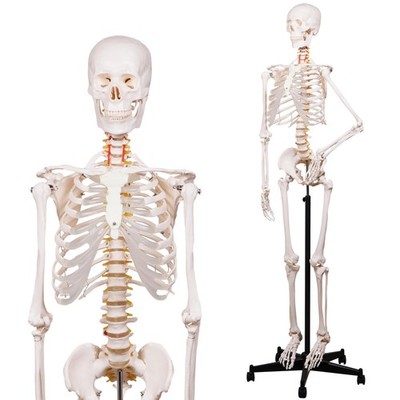NLShan Human Skeleton Model for Anatomy -Life Size Anatomical Skeleton Medical M