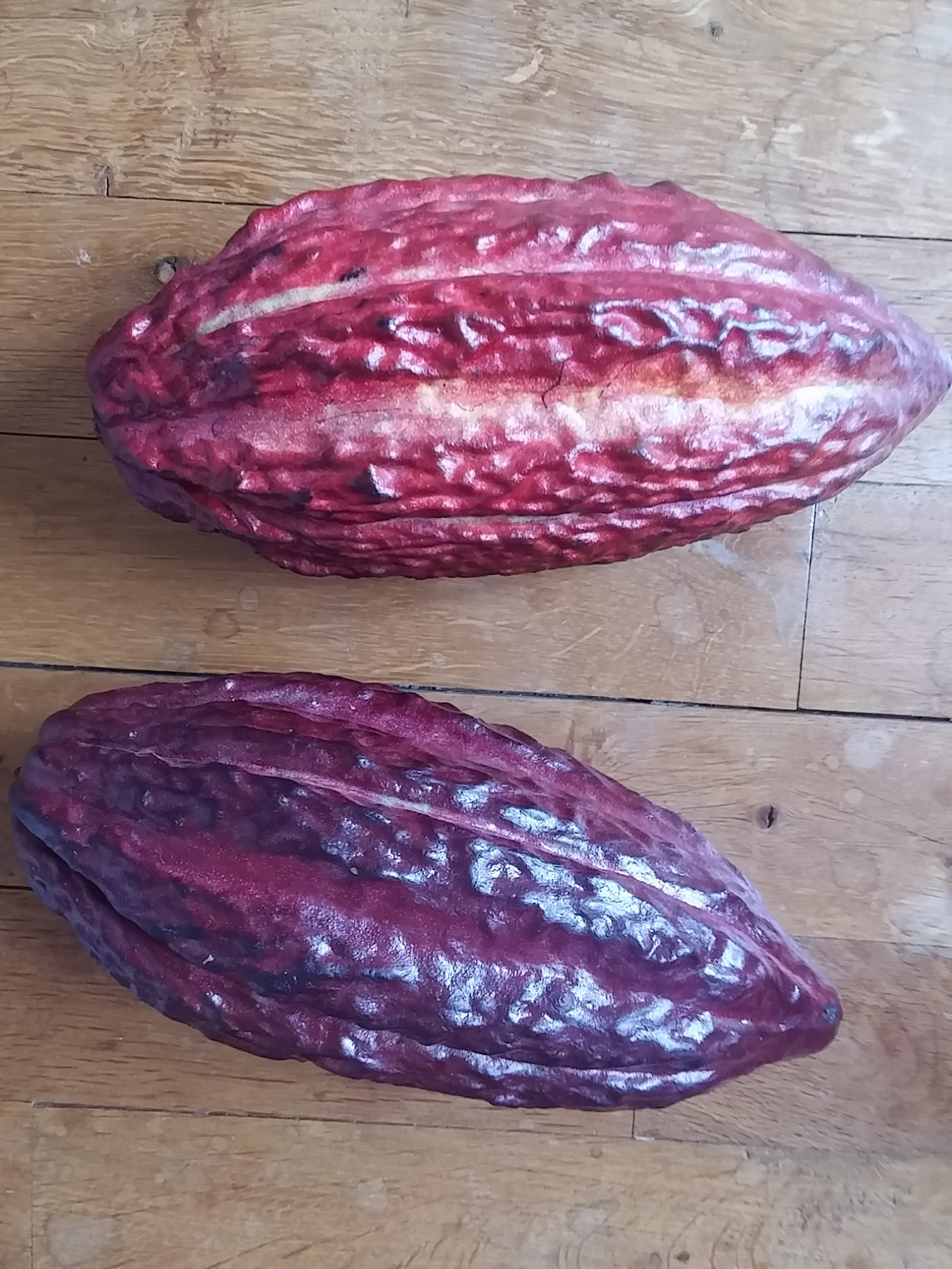 Cabosse de cacao Theobroma fruit entier séché de 18cm
