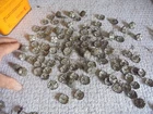 10 Antique Brass Nails Flat Upholsterer Decorator Frame Mirror Vintage Costume