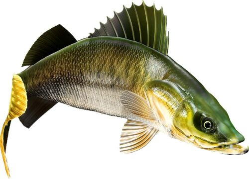 Walleye Beautiful Vinyl Sticker Fish Decals for Boat Car Vehicle Truck Fishing - Bild 9 von 13