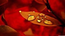 Landscape macro water drops leaves fall Custom Gaming Mat Desk