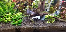 8 pack Assorted guppy fry. Dumbo. Ribbon fins, Ivory. Moscow. Red Mosaic