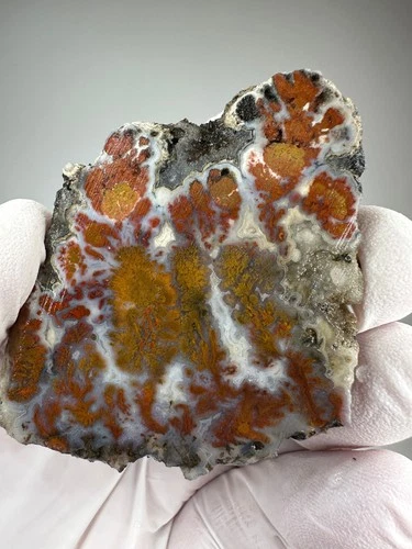 RARE Polished Wingate Pass Plume Agate  End- Cut Slab (Death Valley Plume)