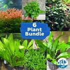 6 Pack of Premium Live Aquarium Plants Bundle POTTED  *BUY 1 GET 1 at 50%