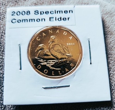 2008 Canada $1 One Dollar Specimen Common Eider Coin - From Original RCM Set