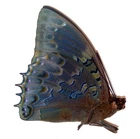 LEPIDOPTERA, NYMPHALIDAE, CHARAXINAE, CHARAXES SMARAGDALIS from R.C.A.