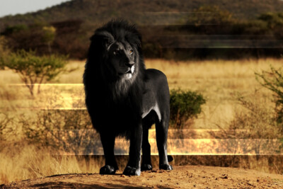 Black Lion Wild Cat King Art Wall Indoor Room Outdoor Poster - POSTER 20x30