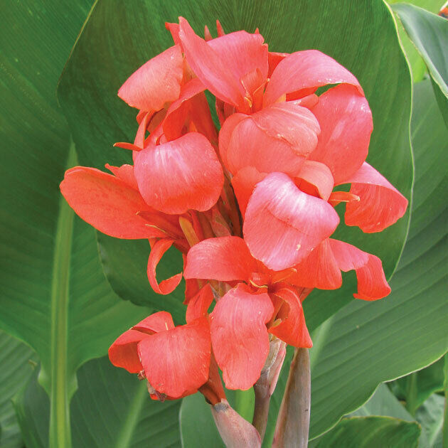 50 CANNA TROPICAL SALMON Live Plants Plugs Garden Planters DIY 247 S2