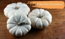 10 Baby Boo Pumpkin Seeds