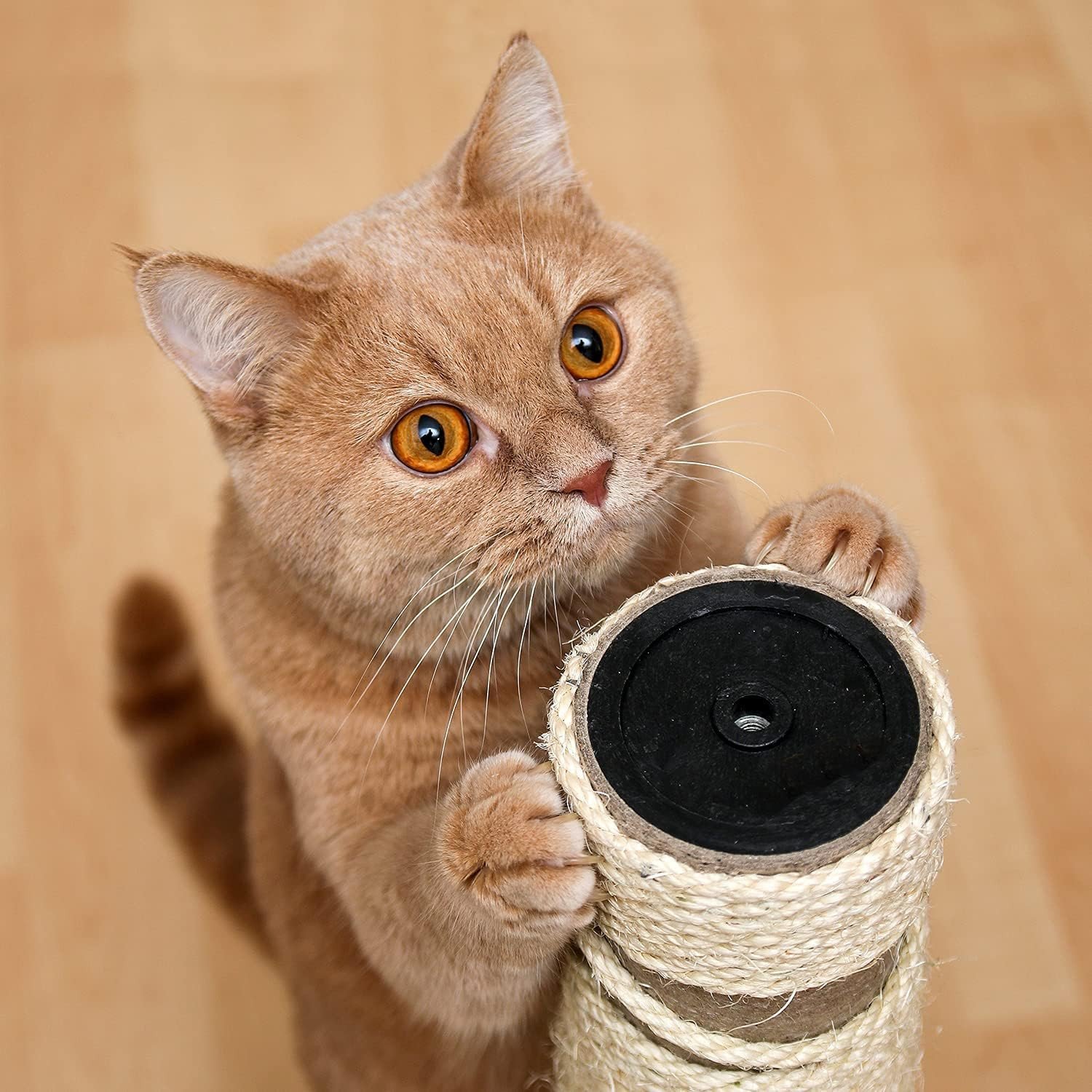 Tiragraffi a Colonna per Gatti con Corda in Sisal - Offerta Online - 2