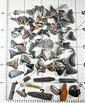  Stingray FOSSIL BARBS & PLATES+ 50 FOSSIL SHARKS TEETH Venice Beach Florida 125