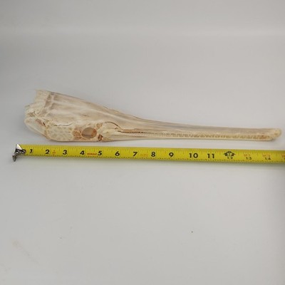 Real Longnose Gar Skull - Large- Fish - Lepisosteus osseus