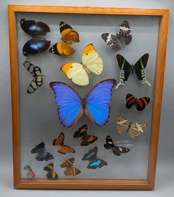 Butterfly Butterflies Display Blue Morph Wings Rare Insect Colliction Morpho