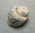 Dug Civil War Nipple Protector made from Bullet from Corinth
