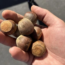 100+12Free Huge Bur Oak Acorns - 2025 Float tested -wildlife, planting, caps off